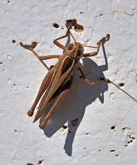 Eyprepocnemis plorans