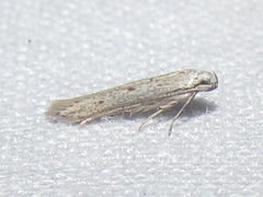 Haplochrois bipunctella