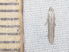 Haplochrois bipunctella