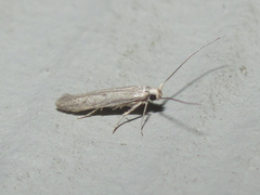 Haplochrois bipunctella