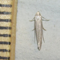 Haplochrois bipunctella