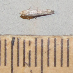 Haplochrois bipunctella