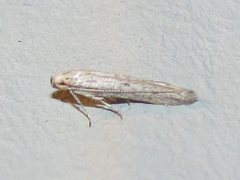 Haplochrois bipunctella