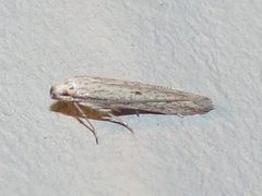 Haplochrois bipunctella