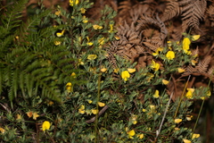 Gompholobium virgatum