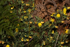 Gompholobium virgatum