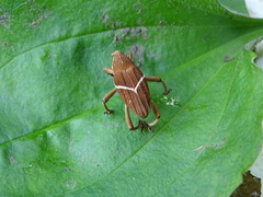 Cryptoderma formosense