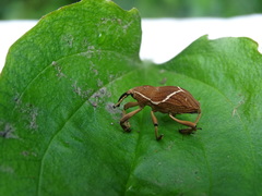 Cryptoderma formosense
