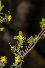 Pimelea serpyllifolia