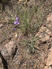 Penstemon pseudoputus