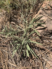 Penstemon pseudoputus