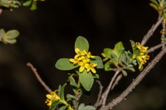 Pimelea serpyllifolia