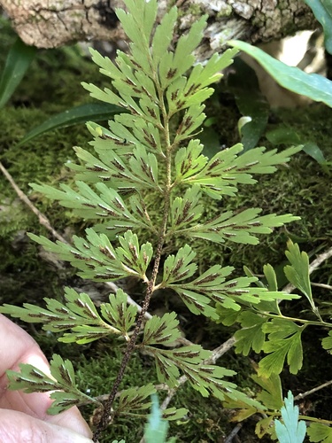 African Spleenwort