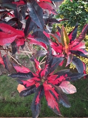 Codiaeum variegatum crispum