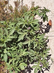 Solanum radicans
