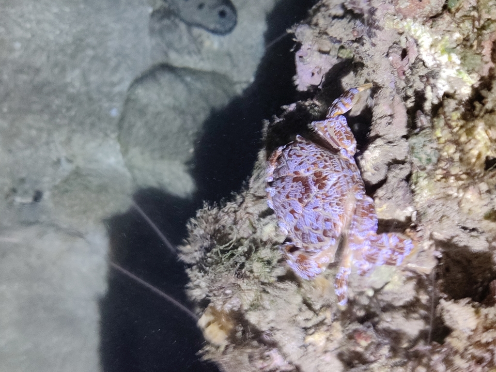 Killer Crab