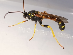 Metopius dentatus
