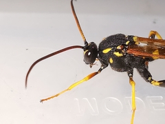 Metopius dentatus