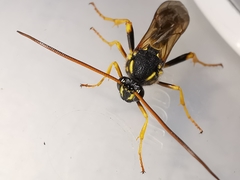 Metopius dentatus
