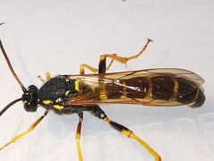 Metopius dentatus