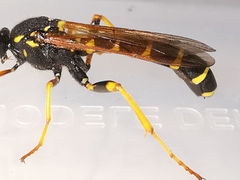 Metopius dentatus