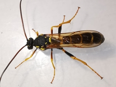 Metopius dentatus