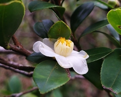 Camellia brevistyla