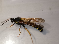Metopius dentatus