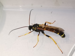 Metopius dentatus