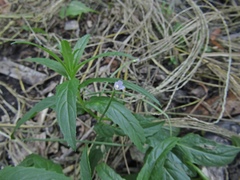 Epilobium adenocaulon