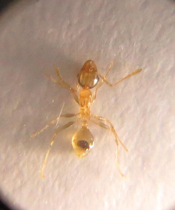 Pheidole kitschneri