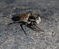 Menemerus semilimbatus