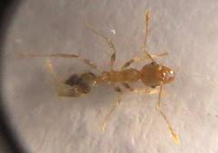 Pheidole kitschneri