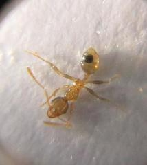 Pheidole kitschneri