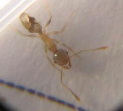 Pheidole kitschneri