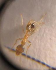 Pheidole kitschneri