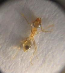 Pheidole kitschneri