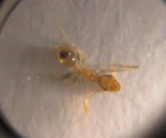 Pheidole kitschneri