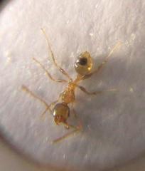 Pheidole kitschneri
