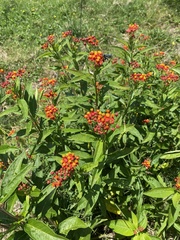 Asclepias curassavica