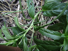 Epilobium adenocaulon