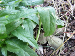 Epilobium adenocaulon