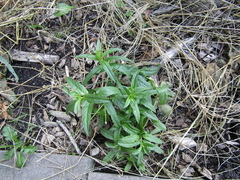 Epilobium adenocaulon