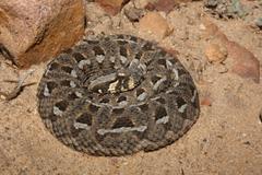 Bitis rubida