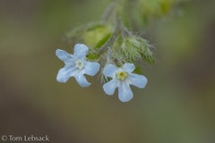 Lappula occidentalis occidentalis