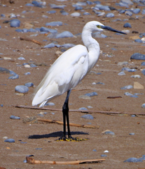 Egretta garzetta