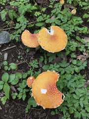 Leratiomyces squamosus