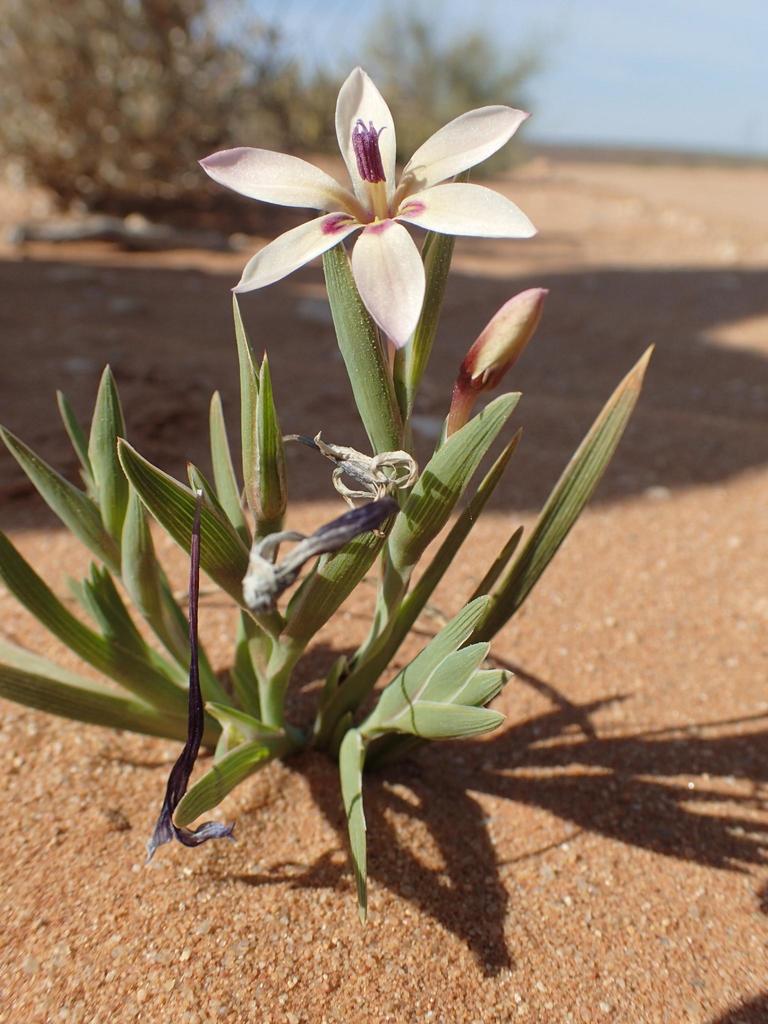 Lapeirousia macrospatha