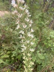 Liatris elegans