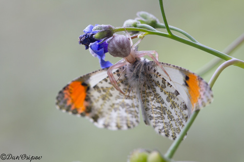 Sara Orangetip photo 3